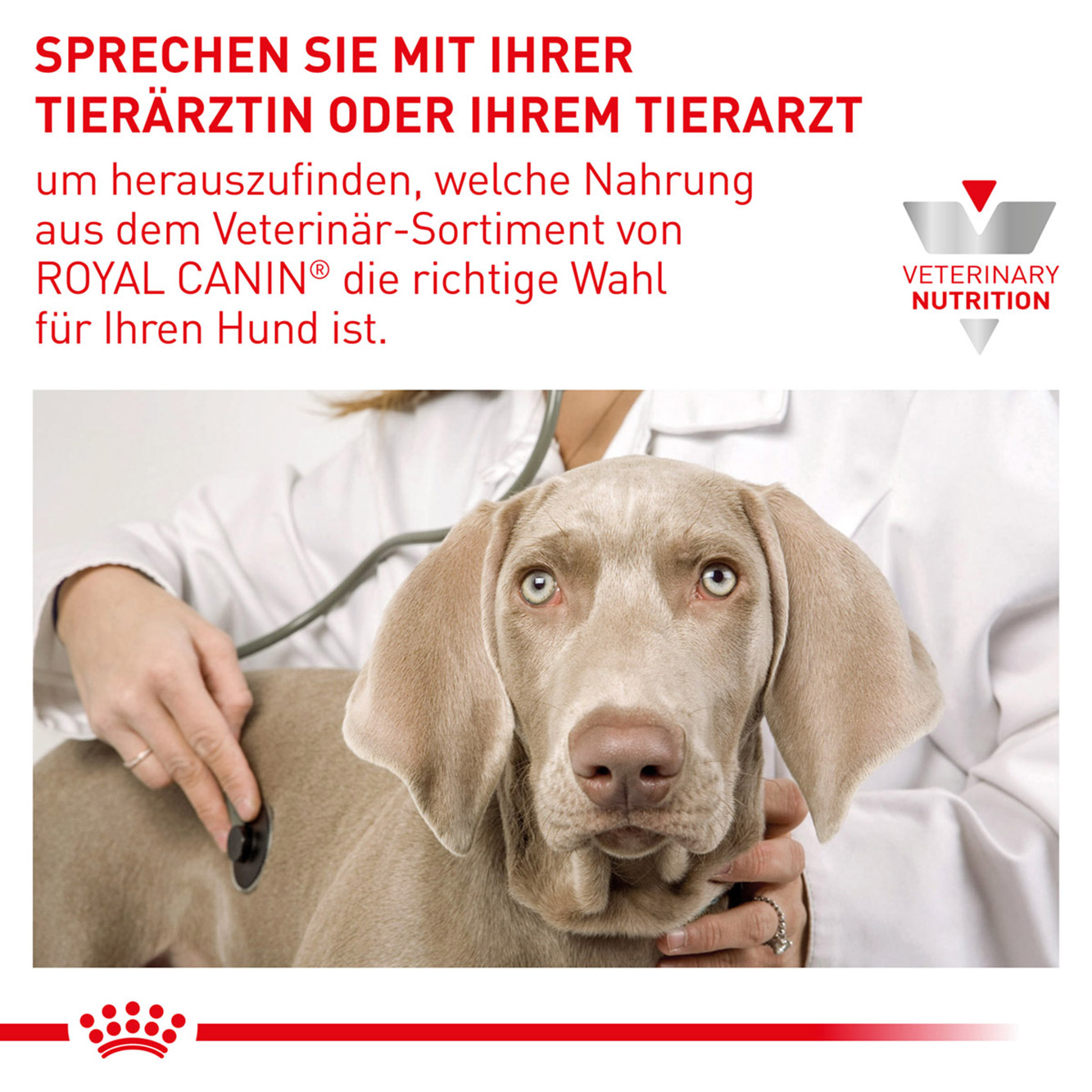 Royal Canin Hund Renal Special Mousse