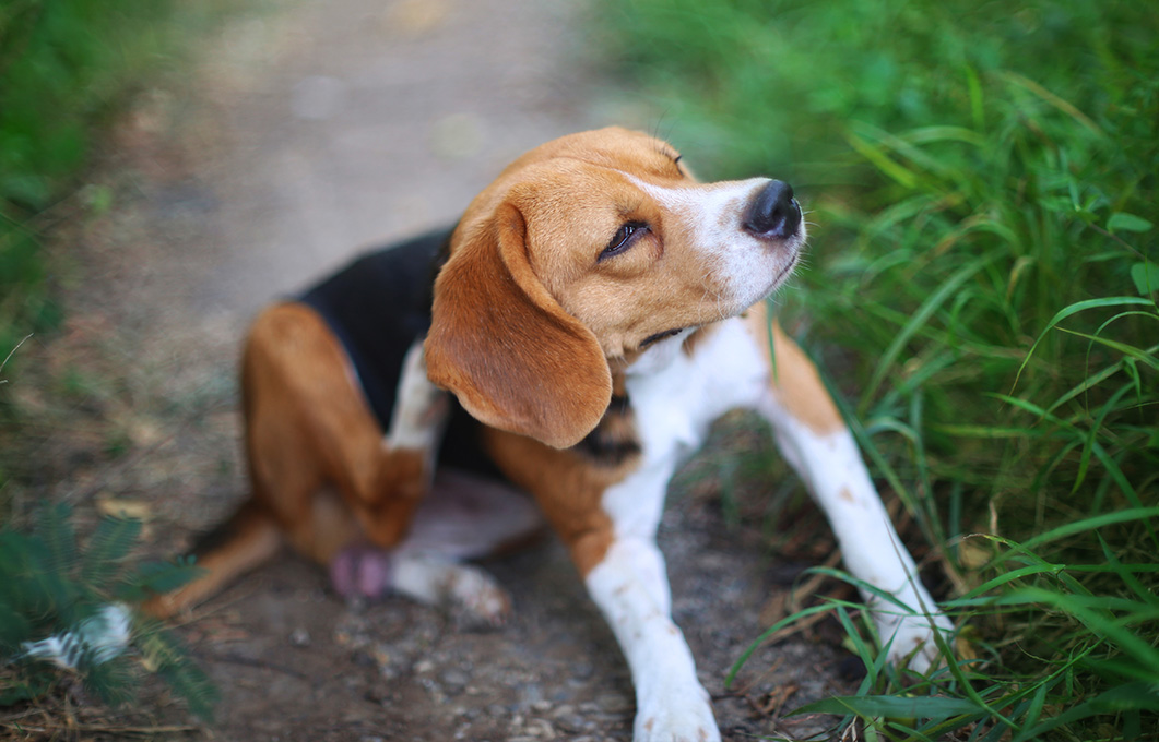 Mein Hund kratzt sich und verliert Fell