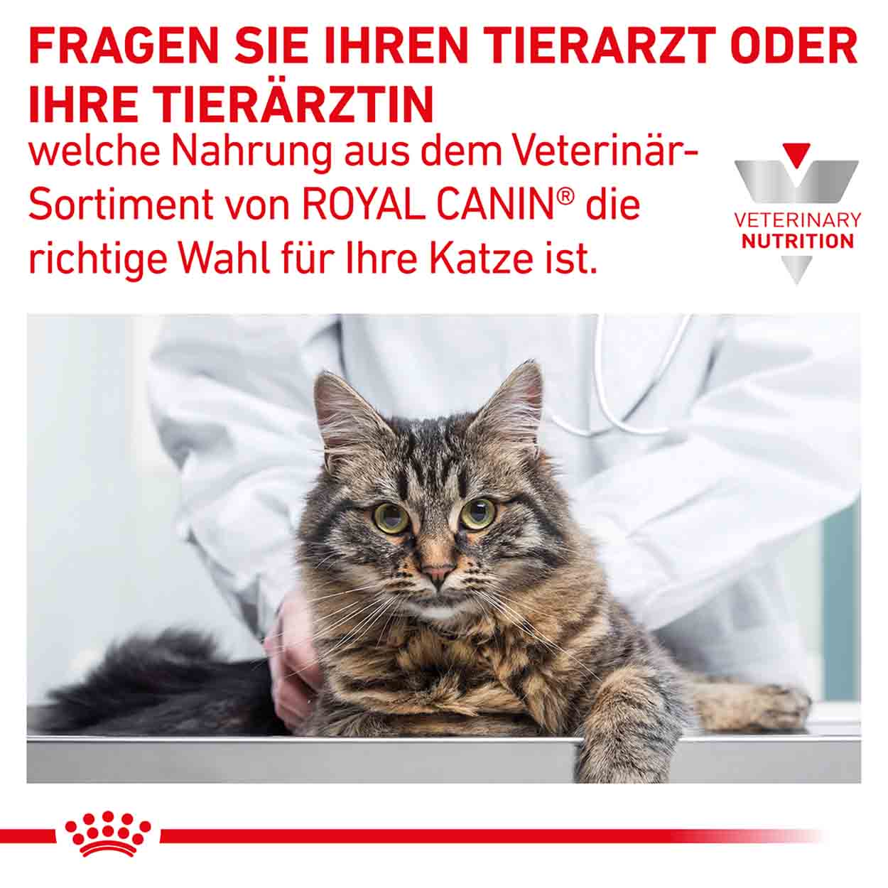 Royal Canin Katze Hepatic