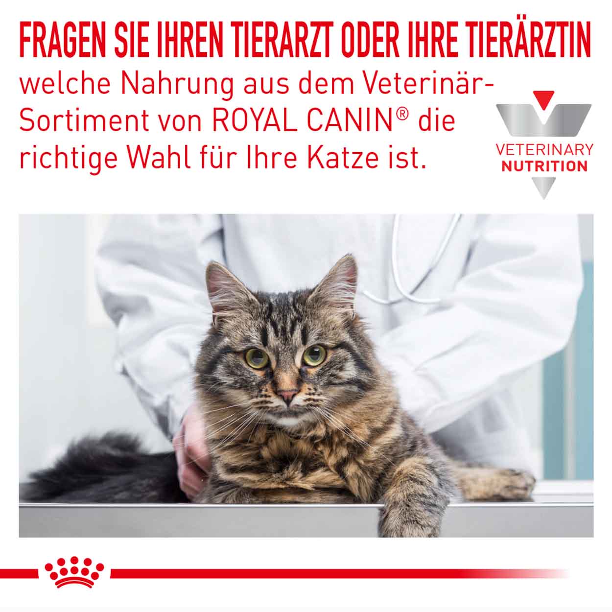 Royal Canin Katze Skin Coat