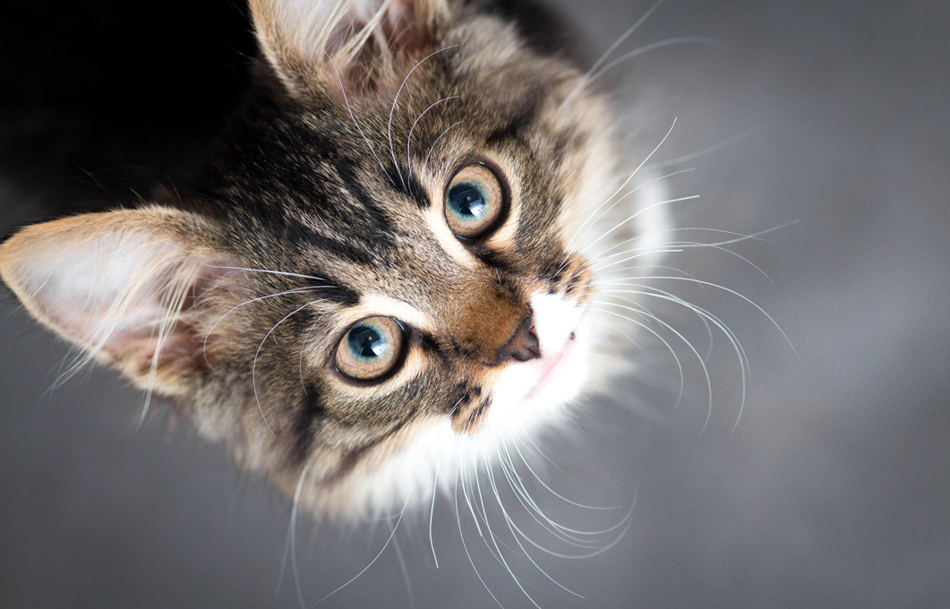 Harnsteine bei Katzen