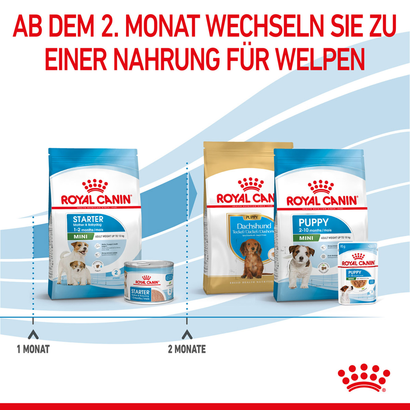 Royal Canin Hund Mini Starter 4kg