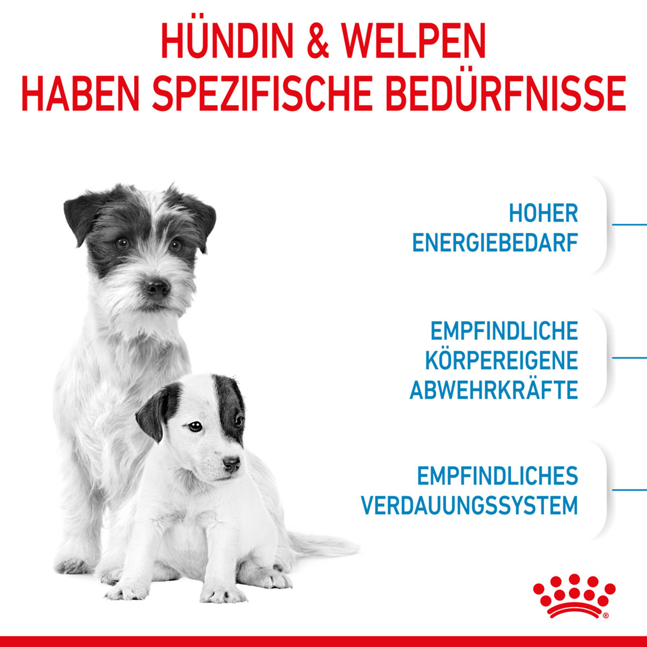 Royal Canin Hund Mini Starter 4kg