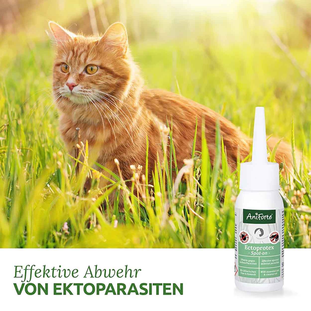 AniForte Ectoprotex SpotOn Katze 50ml