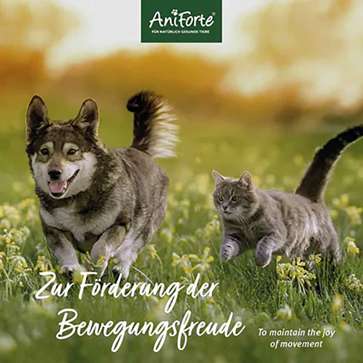 AniForte MSM Pulver für Hunde Katzen 300g