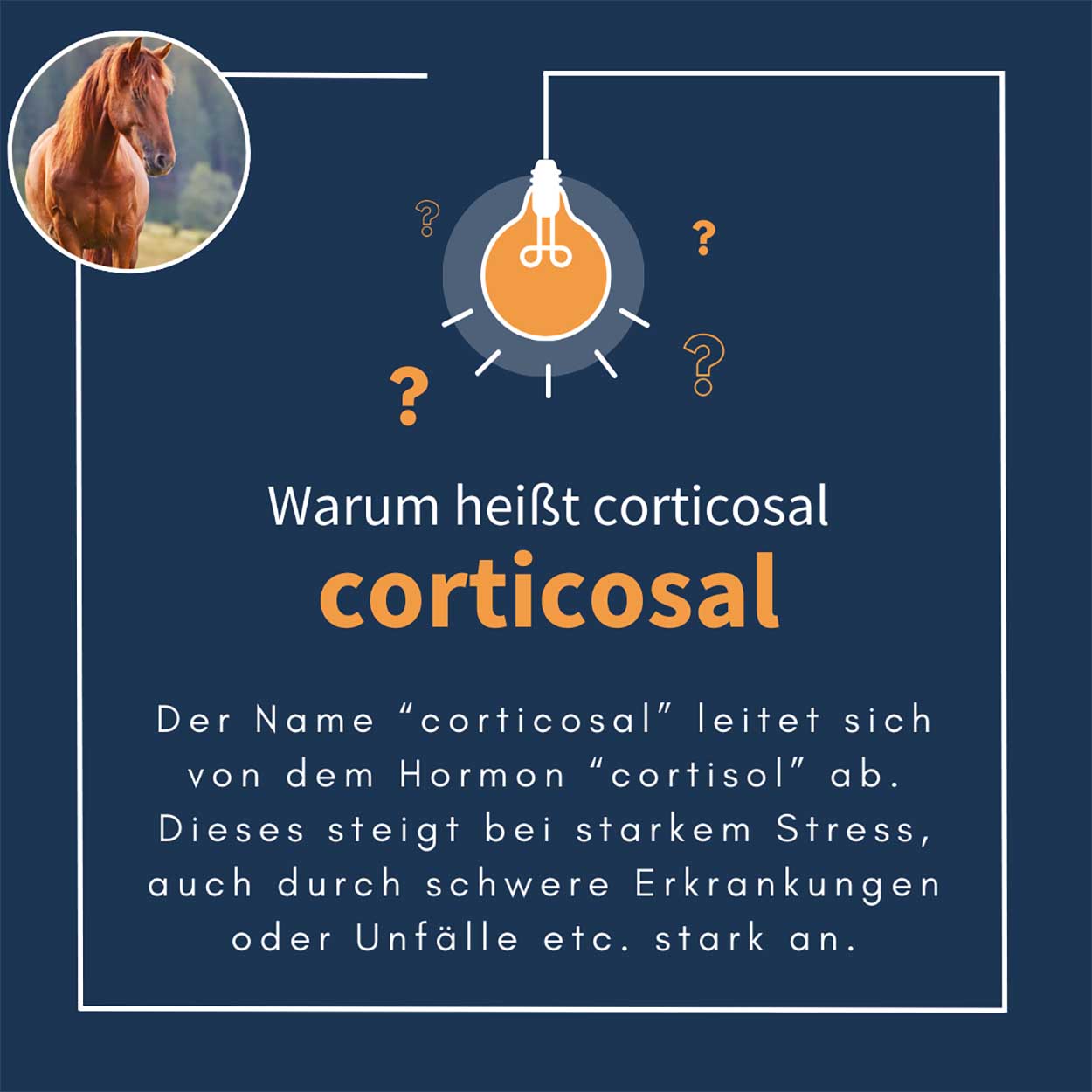 corticosal horse 5kg