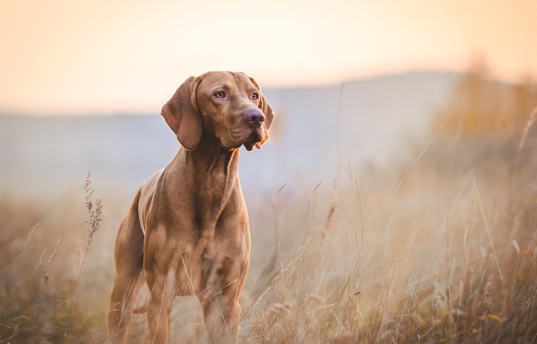 Durchfall beim Hund