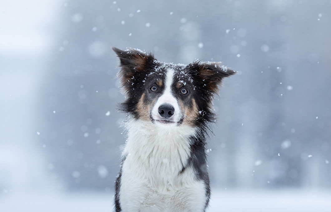 Harnsteine bei Hunden