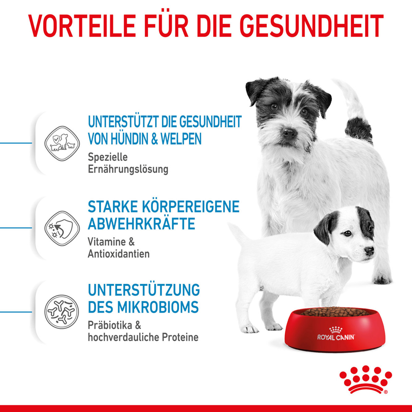 Royal Canin Hund Mini Starter 4kg