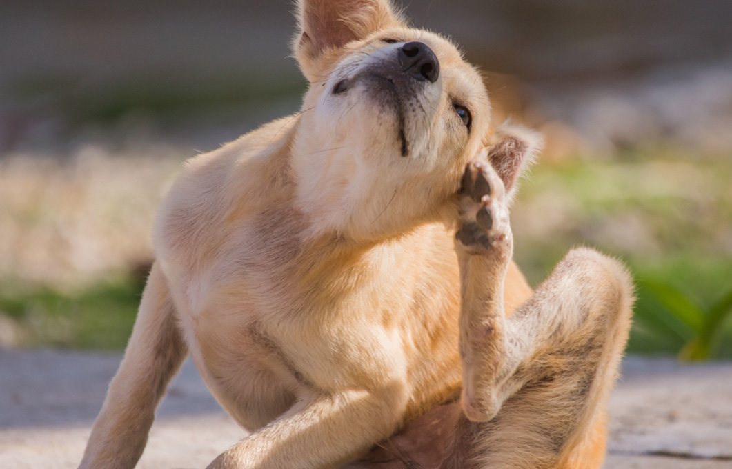 Allergien bei Hunden